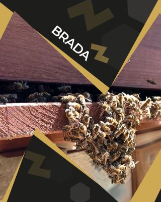 🐝🔥 Věděli jste, že… včelám v úle bývá v létě také pěkné vedro? Jasně, včely mají rády teplo a nutně ho potřebují k...